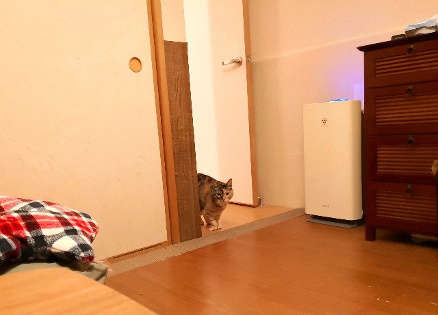 f:id:hiraryo0201:20190209204359j:image