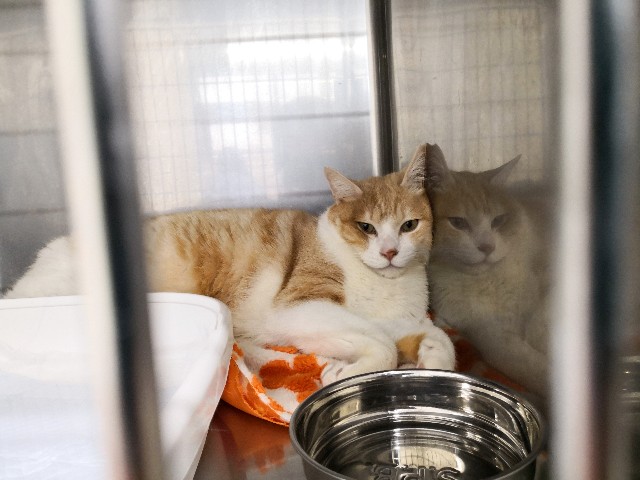 f:id:hiraryo0201:20190209204439j:plain