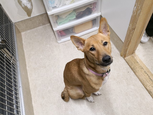 f:id:hiraryo0201:20190209204452j:image