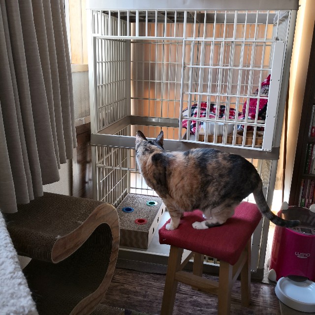 f:id:hiraryo0201:20190210112858j:image f:id:hiraryo0201:20190210112858j:image