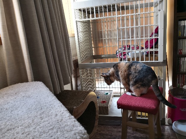 f:id:hiraryo0201:20190210112912j:image f:id:hiraryo0201:20190210112912j:image