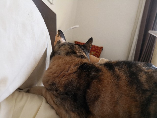 f:id:hiraryo0201:20190210112928j:image f:id:hiraryo0201:20190210112928j:image