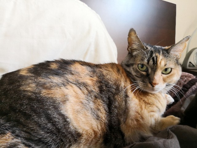 f:id:hiraryo0201:20190210112942j:image f:id:hiraryo0201:20190210112942j:image
