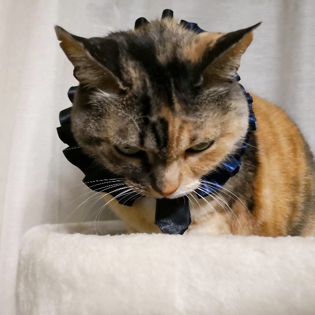 f:id:hiraryo0201:20190210112959j:image f:id:hiraryo0201:20190210112959j:image