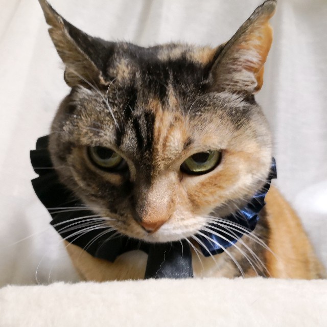 f:id:hiraryo0201:20190210113014j:image f:id:hiraryo0201:20190210113014j:image