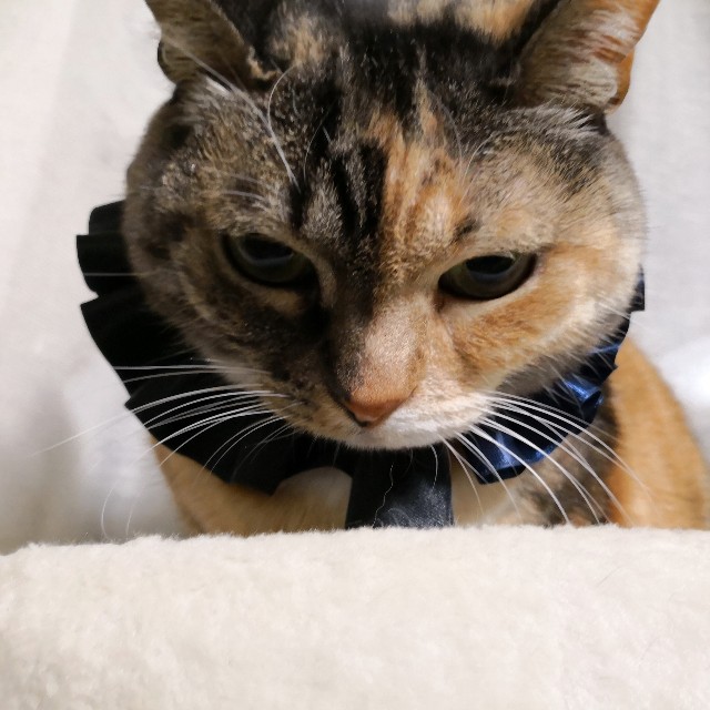 f:id:hiraryo0201:20190210113028j:image f:id:hiraryo0201:20190210113028j:image