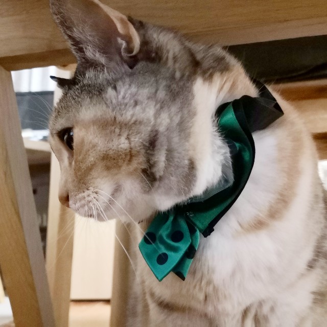 f:id:hiraryo0201:20190210113042j:plain f:id:hiraryo0201:20190210113042j:plain