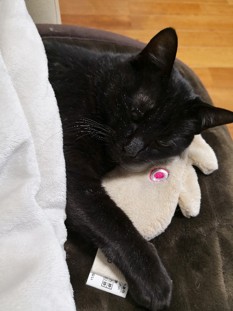 f:id:hiraryo0201:20190211110607j:image