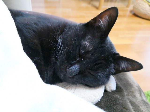 f:id:hiraryo0201:20190211110633j:image