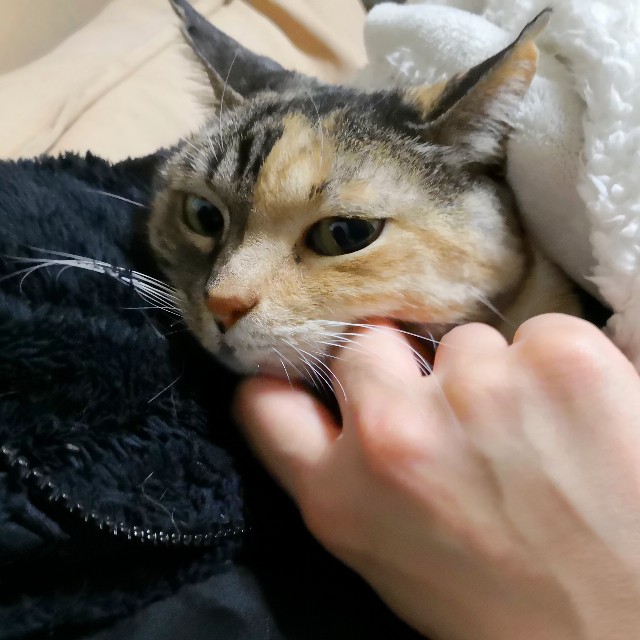 f:id:hiraryo0201:20190211110655j:image