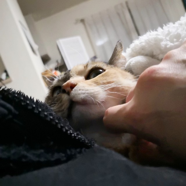 f:id:hiraryo0201:20190211110708j:image