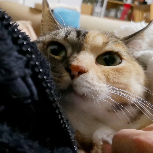 f:id:hiraryo0201:20190211110722j:image