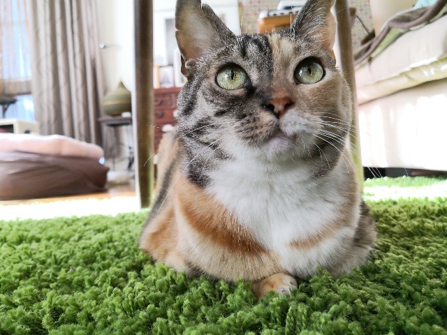 f:id:hiraryo0201:20190211112806j:image