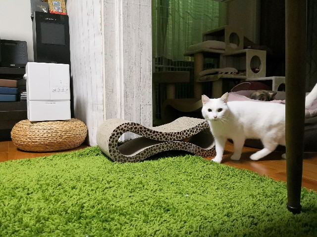 f:id:hiraryo0201:20190212124242j:image f:id:hiraryo0201:20190212124242j:image