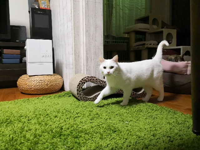 f:id:hiraryo0201:20190212124302j:image f:id:hiraryo0201:20190212124302j:image