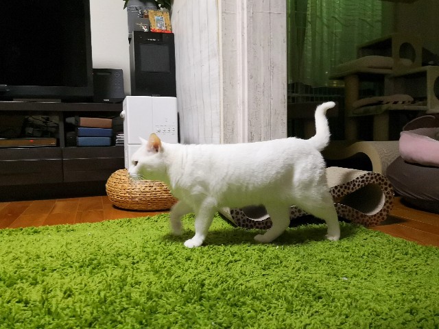 f:id:hiraryo0201:20190212124320j:image f:id:hiraryo0201:20190212124320j:image