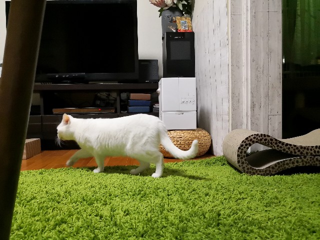 f:id:hiraryo0201:20190212124342j:image f:id:hiraryo0201:20190212124342j:image