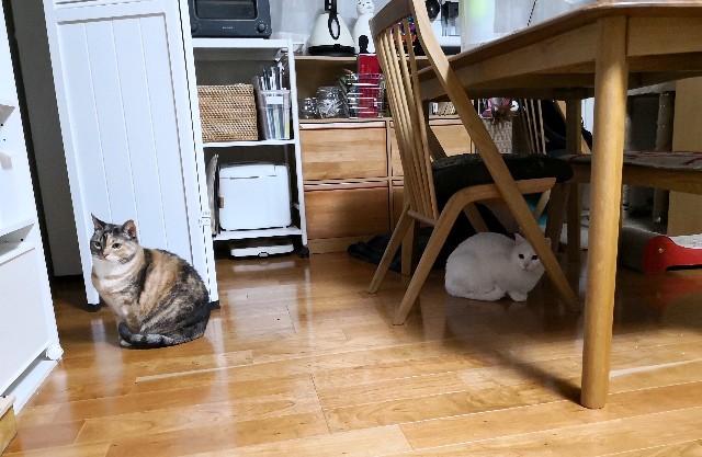 f:id:hiraryo0201:20190212124404j:image f:id:hiraryo0201:20190212124404j:image