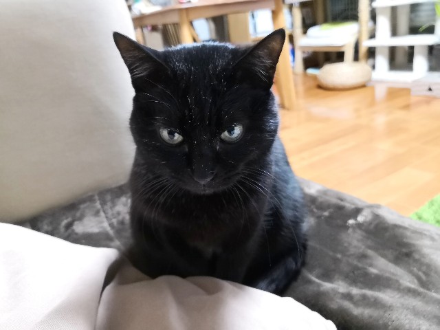 f:id:hiraryo0201:20190216185321j:image