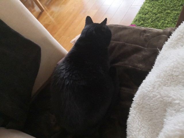 f:id:hiraryo0201:20190223084832j:image f:id:hiraryo0201:20190223084832j:image