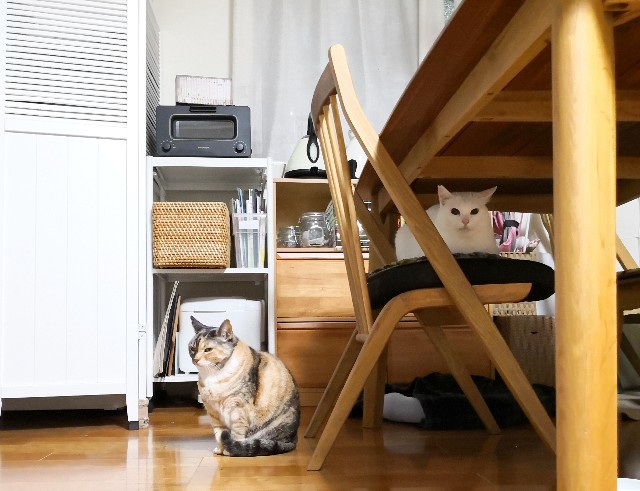 f:id:hiraryo0201:20190224202820j:image