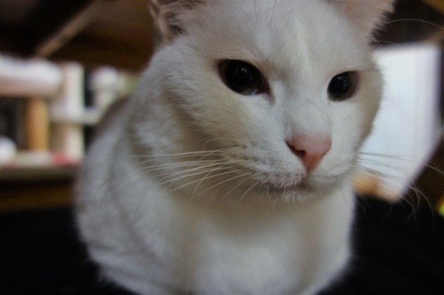 f:id:hiraryo0201:20190224203225j:plain