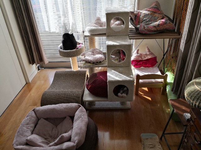 f:id:hiraryo0201:20190224220434j:image f:id:hiraryo0201:20190224220434j:image