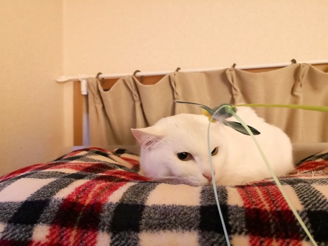f:id:hiraryo0201:20190227162911j:image