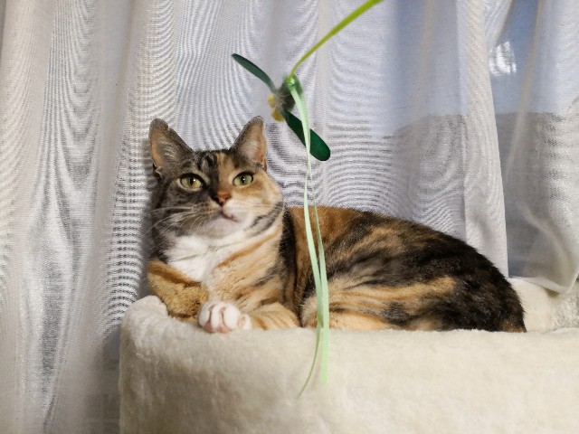 f:id:hiraryo0201:20190227162953j:image