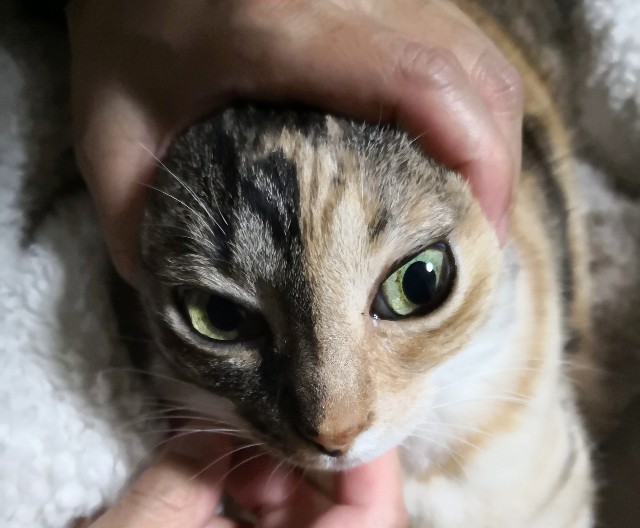 f:id:hiraryo0201:20190227163236j:image