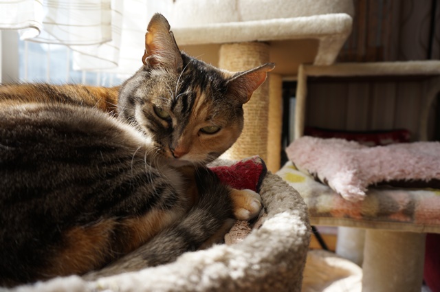 f:id:hiraryo0201:20190227171347j:plain