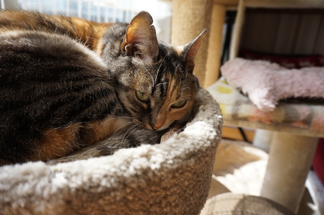 f:id:hiraryo0201:20190227171355j:plain