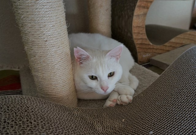 f:id:hiraryo0201:20190227171536j:plain f:id:hiraryo0201:20190227171536j:plain