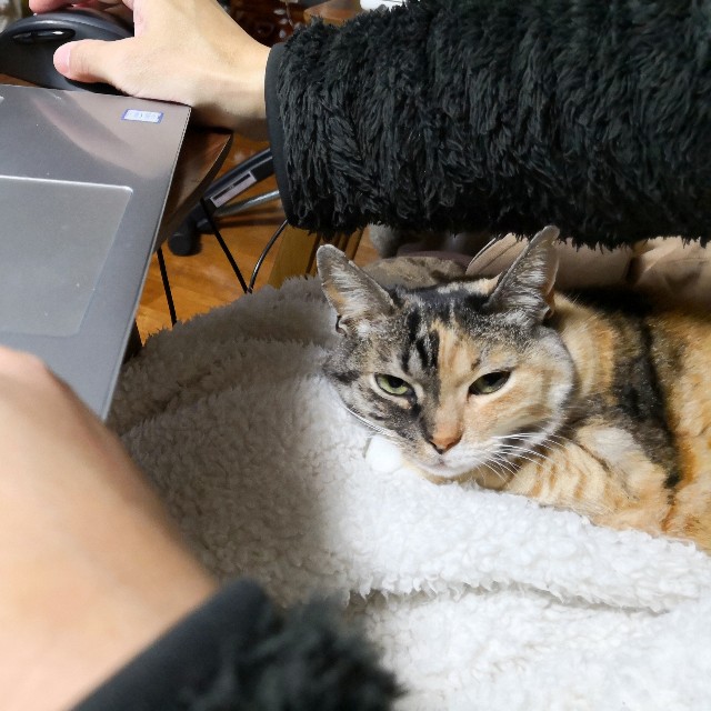 f:id:hiraryo0201:20190302090710j:image