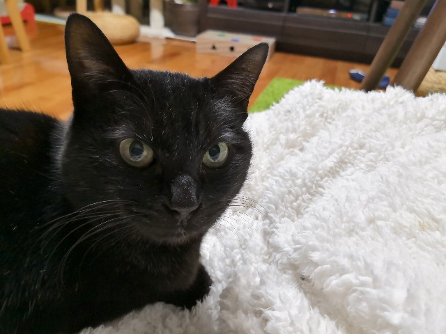 f:id:hiraryo0201:20190302090802j:image