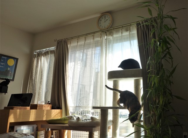f:id:hiraryo0201:20190302105852j:plain