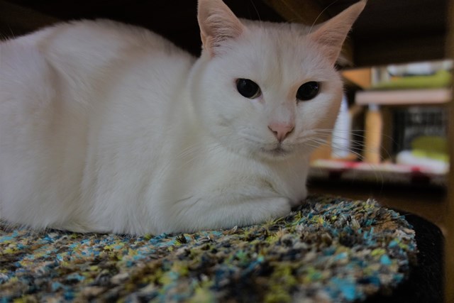 f:id:hiraryo0201:20190302110019j:plain