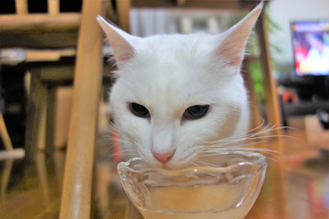 f:id:hiraryo0201:20190302110343j:plain