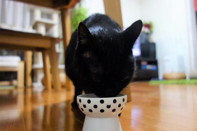 f:id:hiraryo0201:20190302110353j:plain