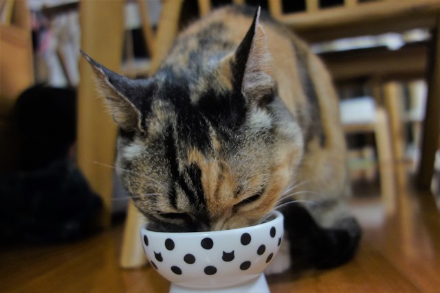 f:id:hiraryo0201:20190302110413j:plain