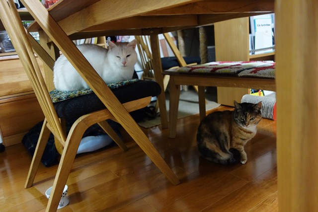 f:id:hiraryo0201:20190302110450j:plain