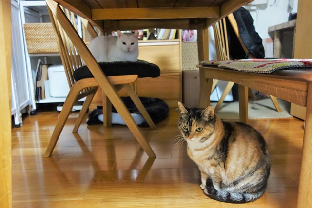 f:id:hiraryo0201:20190302110508j:plain