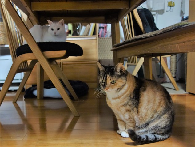 f:id:hiraryo0201:20190302110513j:plain