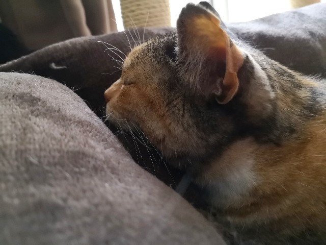 f:id:hiraryo0201:20190303123647j:image