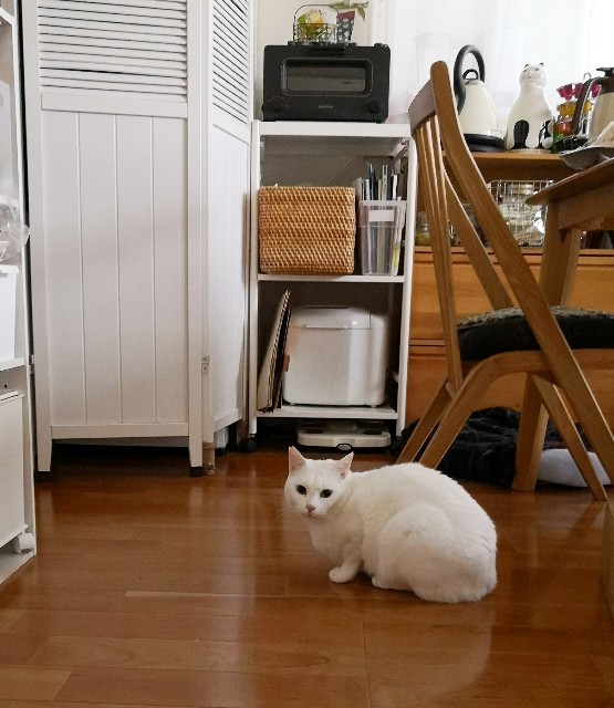 f:id:hiraryo0201:20190310173607j:image