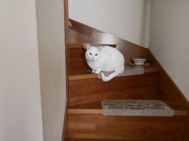 f:id:hiraryo0201:20190310173627j:image