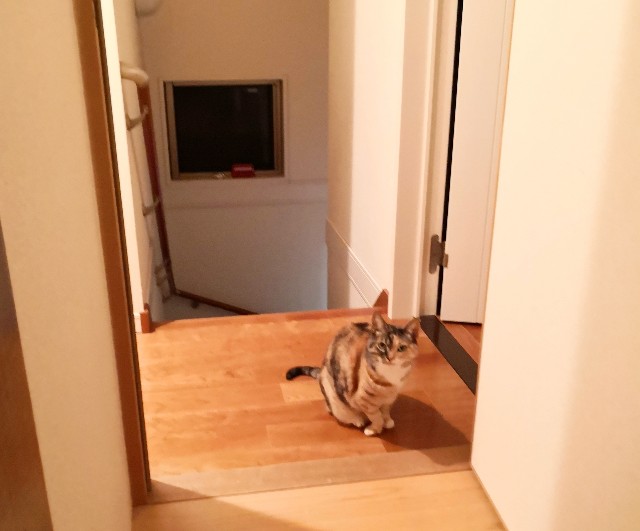 f:id:hiraryo0201:20190310173720j:image
