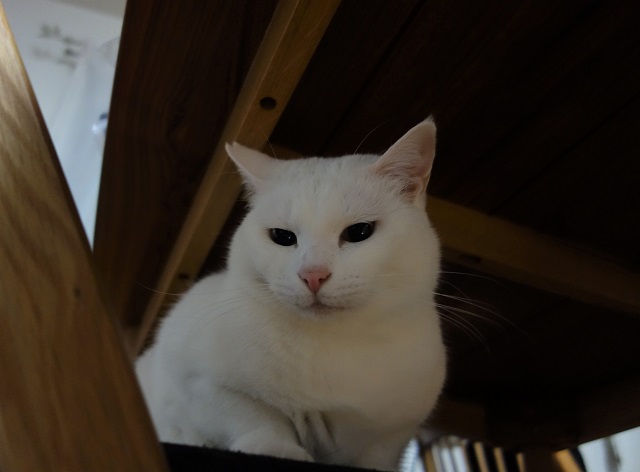 f:id:hiraryo0201:20190310190451j:plain
