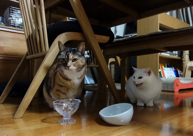 f:id:hiraryo0201:20190310190636j:plain f:id:hiraryo0201:20190310190636j:plain