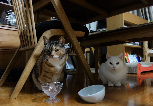 f:id:hiraryo0201:20190310190655j:plain f:id:hiraryo0201:20190310190655j:plain